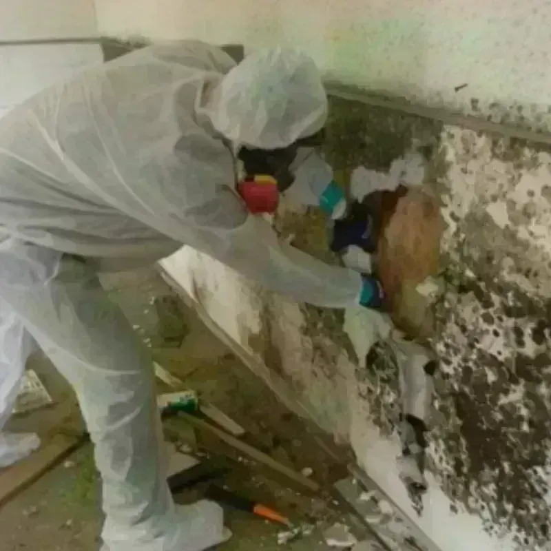 Mold Remediation and Removal in Ahtanum, WA